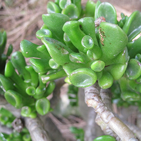 Plant Photo 7