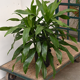 Plant Photo 10