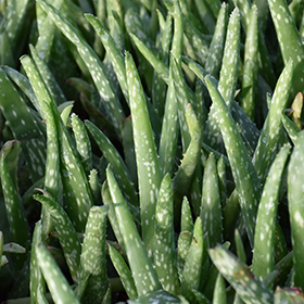 Plant Photo 1