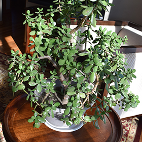 Plant Photo 6