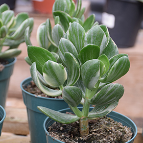 Plant Photo 8